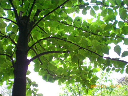 2号产品  青甜翠木套餐