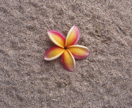 5号产品  甜漫大地套餐